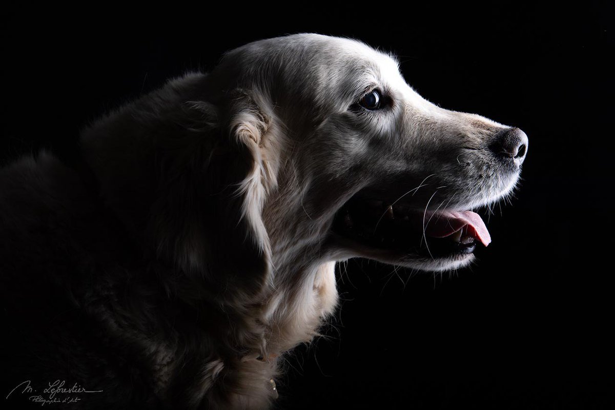 myriamphoto's tweet photo. #goldenretriever #geldrop #fotostudio #fotograaf kom jij ook in de studio? https://t.co/uIK9bRkquM