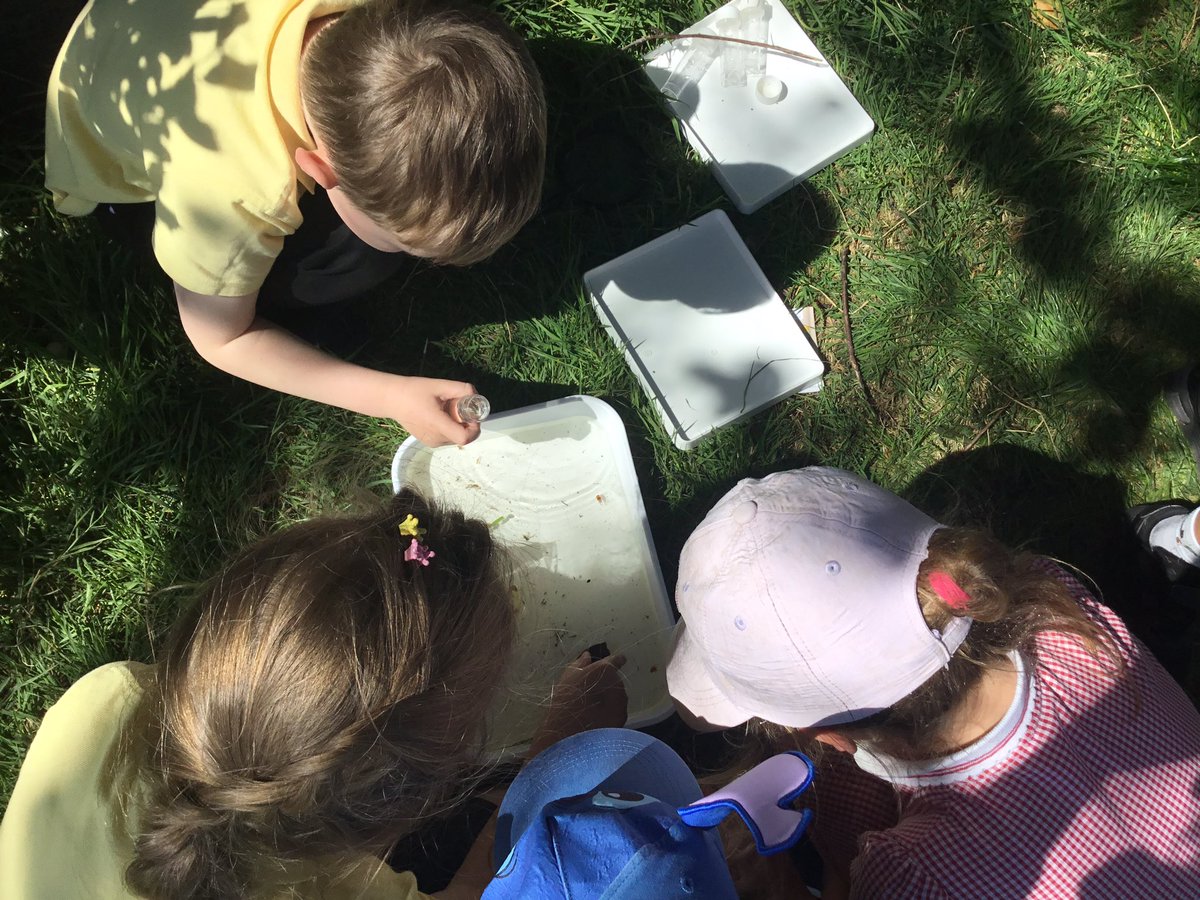 Our first time pond dipping and we found blood and hairworms, rat tailed maggots, whirligig beetles, midge larvae and a water louse. We were very excited, Gwych! 🪳🪱<a href="/jessielongstaff/">Jessie Longstaff</a> <a href="/EcoCgi/">CGI-Eco</a> #CGISCI