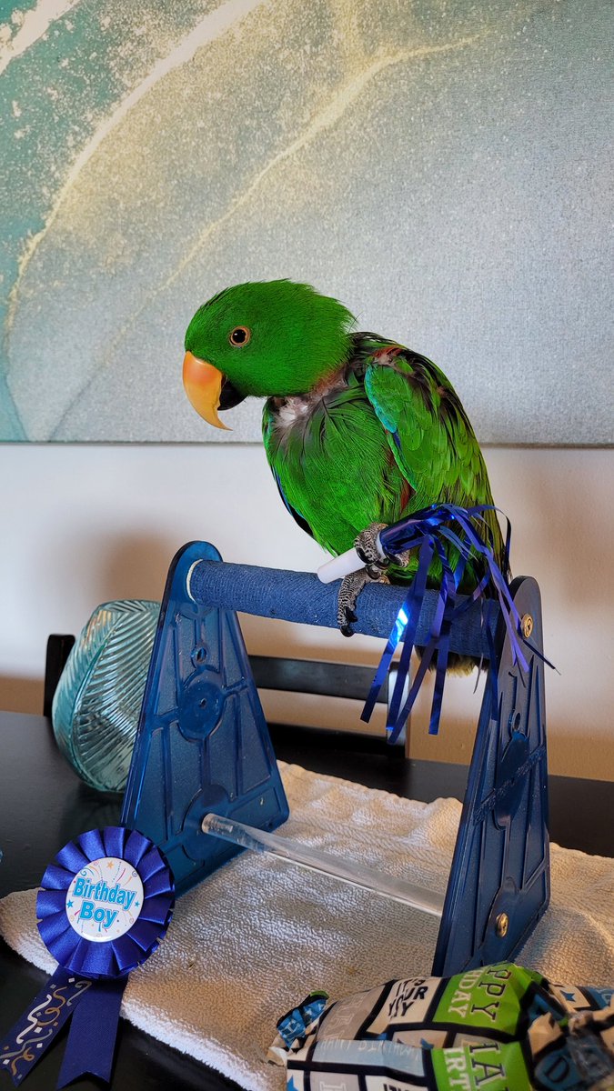 ♥️🎂🦜🥳 Happy 11th birthday, Jasper! You are my soul. I love you more than words can describe. You’re the best thing that's ever happened to me — my best friend and my sweet boy.