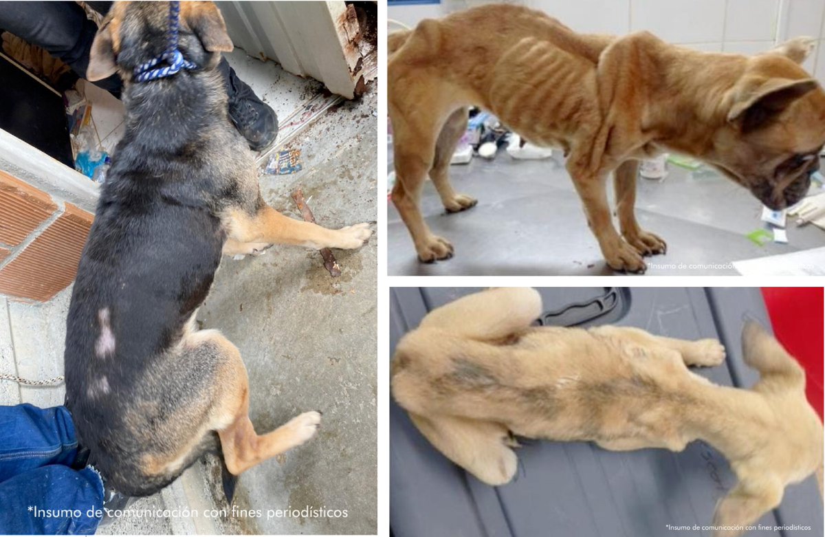 Cinco personas judicializadas por maltrato animal en Medellín casanareonline.co/cinco-personas… 
Si conoce algún caso similar en su región, escriba en los comentarios o denuncie directamente a la autoridad judicial más cercana.
#CasanareOnline #MaltratoAnimal #Medellín