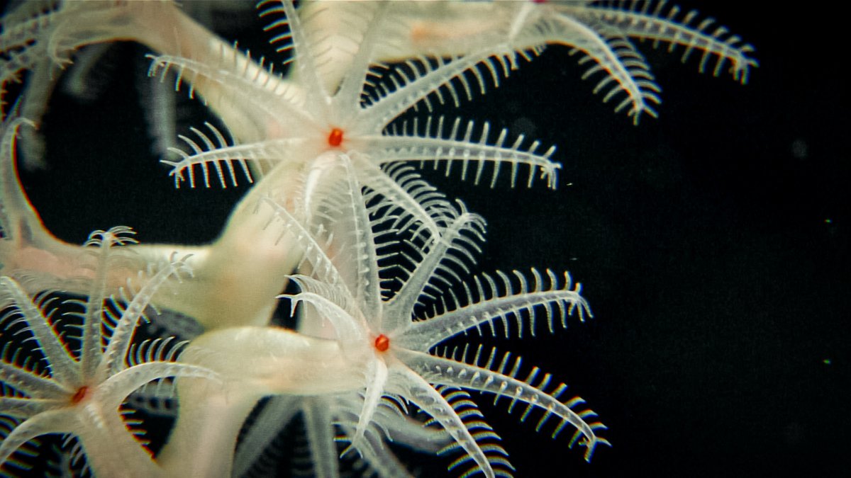 Today's #Okeanos dive will take place just below the summit of a lumpy, unnamed seamount, at depths between 2,400 and 2,200 m.

We expect to be on the seafloor from 10:50 am HST/4:50 pm EDT to 3:20 pm HST/9:20 pm EDT.

Tune in: oceanexplorer.noaa.gov/okeanos/explor…