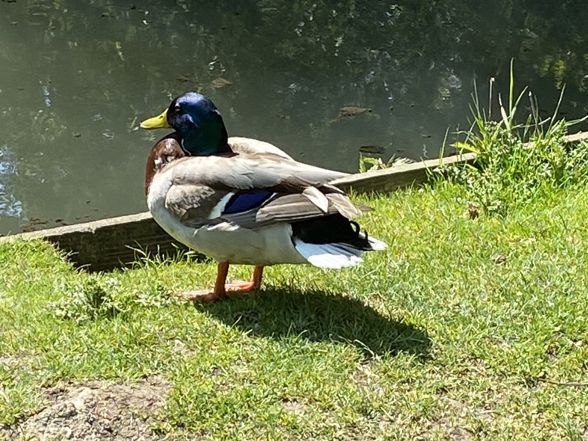 Here are some photos from our Arundel visit this afternoon. Have a great evening ☀️