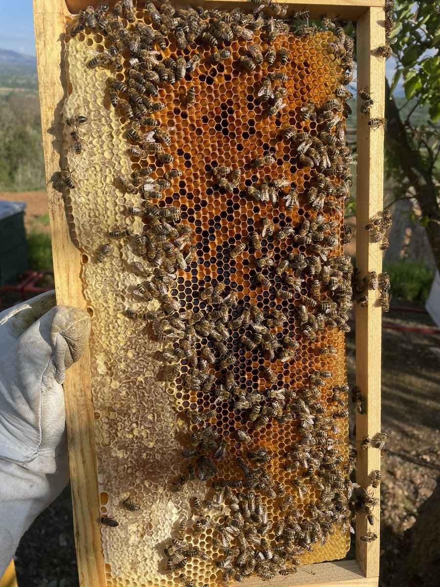 Пчеларот (@jassumpcelarot) on Twitter photo 