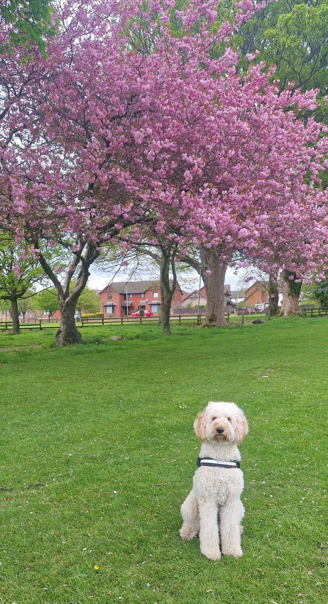🌸🩷