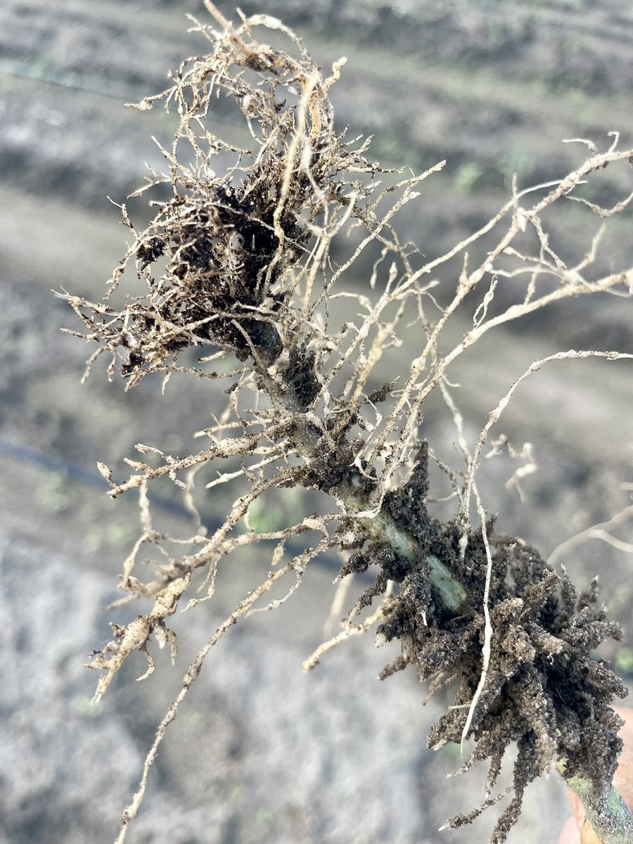 Ed Sikora tweet media