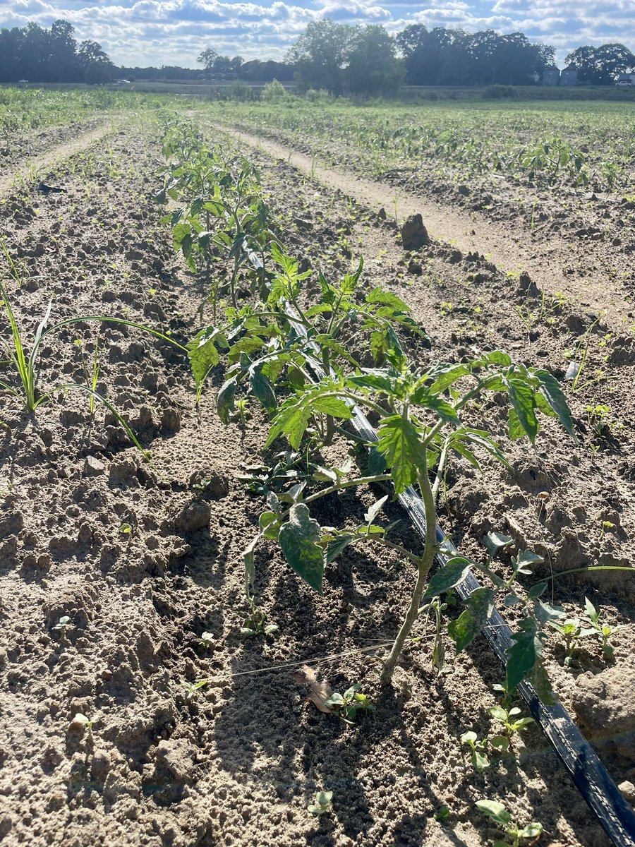 Ed Sikora tweet media