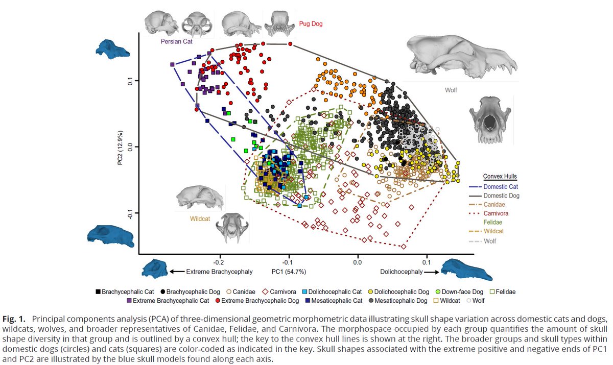 Liam Revell (@phytools_liam) on Twitter photo I only played a very small role in this <a href="/PNASNews/">PNASNews</a> article by <a href="/AbbyGraceDrake/">Dr. Abby Grace Drake</a>, <a href="/JLosos/">Jonathan B. Losos</a>, et al., but it's cool, so please check it out! "Copy-cat evolution: Divergence and convergence within and between cat and dog breeds." doi.org/10.1073/pnas.2… I only played a very small role in this <a href="/PNASNews/">PNASNews</a> article by <a href="/AbbyGraceDrake/">Dr. Abby Grace Drake</a>, <a href="/JLosos/">Jonathan B. Losos</a>, et al., but it's cool, so please check it out! "Copy-cat evolution: Divergence and convergence within and between cat and dog breeds." doi.org/10.1073/pnas.2…