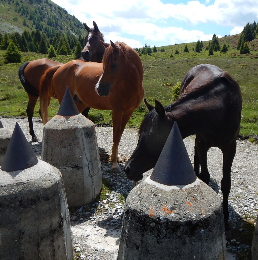 Allerseelen's tweet photo. Pferde und die Drachenzähne der Panzersperre Plamort, 2000 m, Südtirol 28.06.2024

https://t.co/430dPgpGBo
https://t.co/4qAOuSP3YL

#plamort #piandeimorti #panzersperre #sbarramento #tankbarrier #drachenzähne #dragonteeth #dentididrago #pferd #horse #pferde #horses https://t.co/Rmi93m2l7s