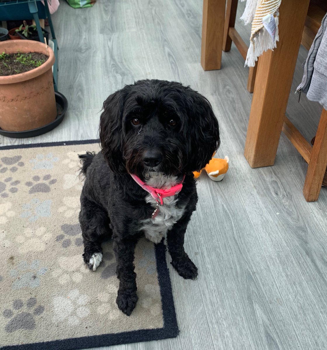 I would like to know if anyone has any treats? #elsie