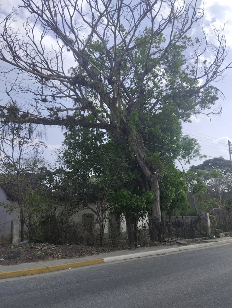 LenchoM's tweet photo. A la entrada de #Duaca, #Lara, está un árbol (Caracaro) totalmente seco, alertamos q es muy probable y peligroso su caída, q podría destruir la #CasaDelArtesano, dañar cualquier vehículo y tumbar la conexión eléctrica hacia Duaca.
El @gobiernodelara no responde.
@partidountlara_ https://t.co/y48X1O1HN6