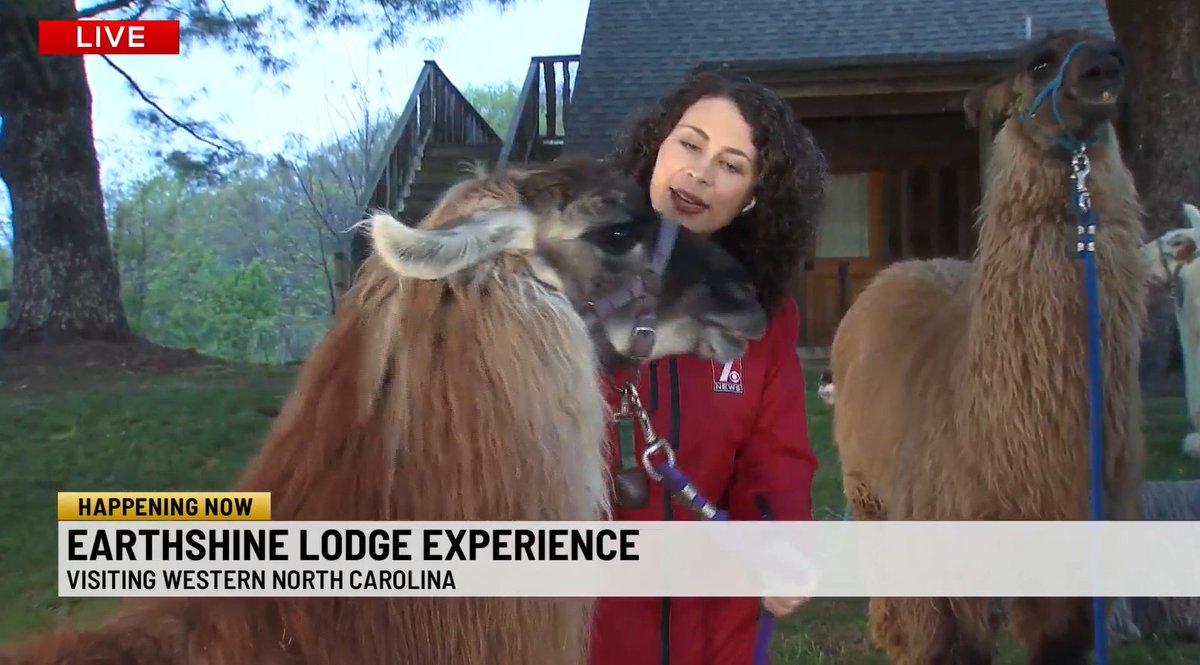 Explore Brevard NC (@explore_brevard) on Twitter photo Want to hike with llamas? You can in Transylvania County, the basecamp for your outdoor adventure! Thanks to <a href="/WSPA7/">WSPA 7NEWS</a> 's <a href="/CScarpelliTV/">Christine Scarpelli</a> for spending the morning with the llamas at @EarthshineLodge. Plan your getaway at ExploreBrevard.com.
🔗vist.ly/3m2znyf Want to hike with llamas? You can in Transylvania County, the basecamp for your outdoor adventure! Thanks to <a href="/WSPA7/">WSPA 7NEWS</a> 's <a href="/CScarpelliTV/">Christine Scarpelli</a> for spending the morning with the llamas at @EarthshineLodge. Plan your getaway at ExploreBrevard.com.
🔗vist.ly/3m2znyf