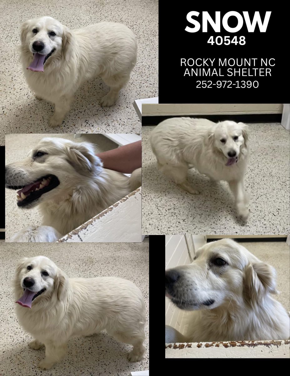 Snow has ZERO pledges. Please help Snow get out of the shelter!!  He has a rescue who will help him but he needs pledges and retweets. Please help Snow.