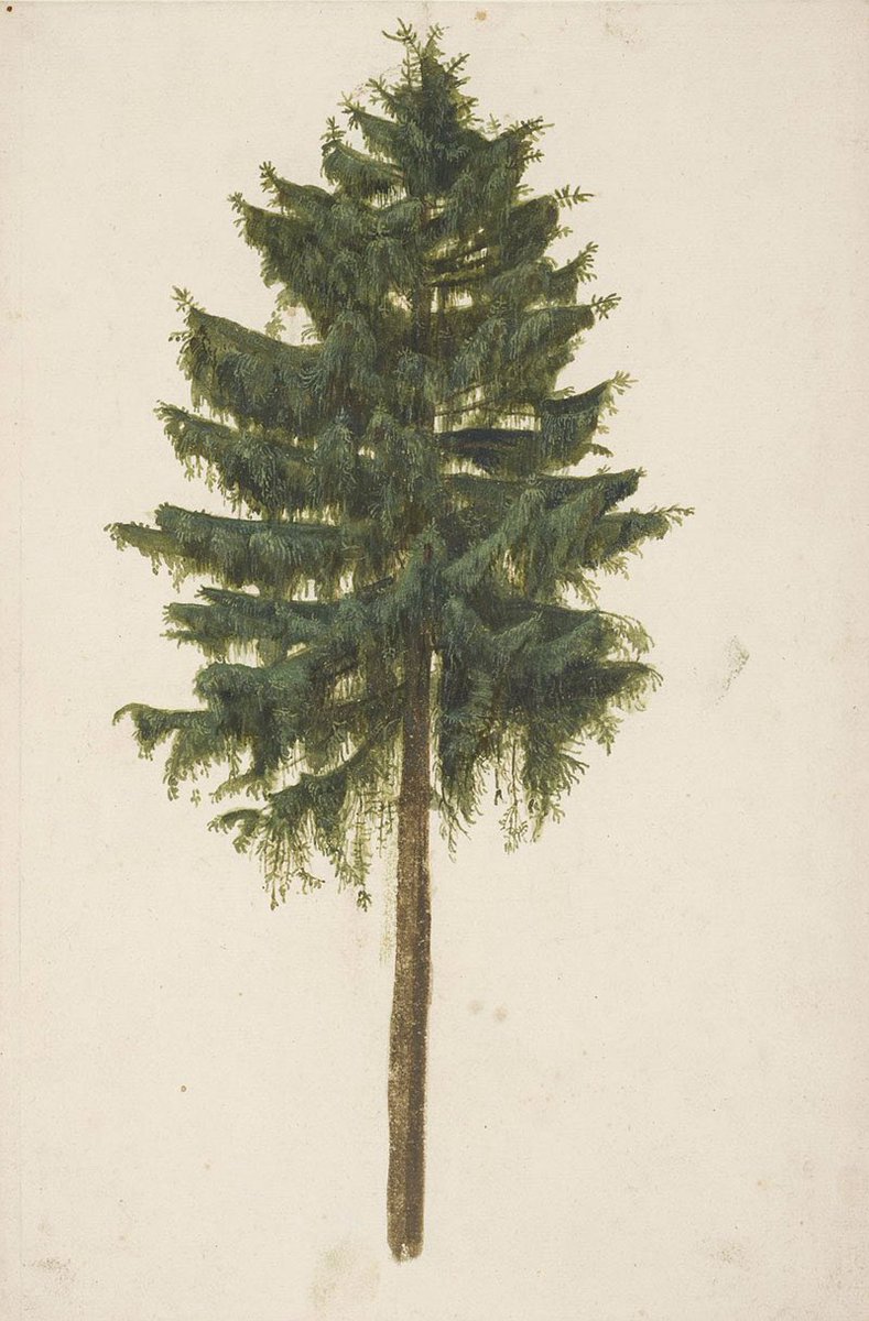 stefano_pesce's tweet photo. Albrecht Dürer
Studio di Abete Rosso
1495-1500
#Dürer #Trees #VirtualCollection25 https://t.co/0SwIO3Rnkd