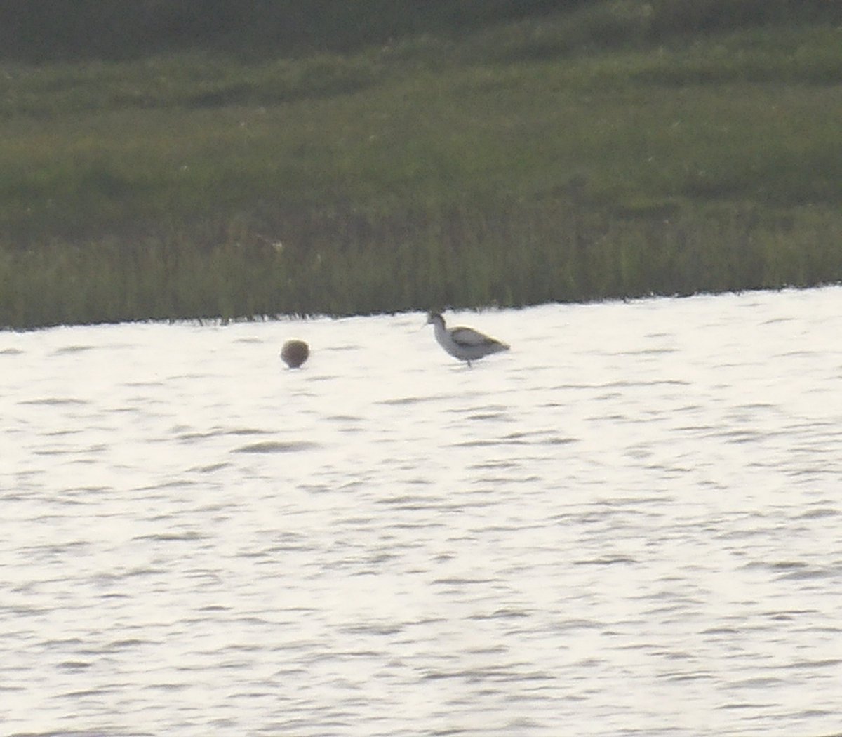 Mad dash down to Wexford for White Stork and Avocet, managed to get both! Great to avenge dips on both these species in the last year. Could be a long time till the next twitchable stork! Avocet a great find by <a href="/SoundBirder/">Paul Kelly</a>