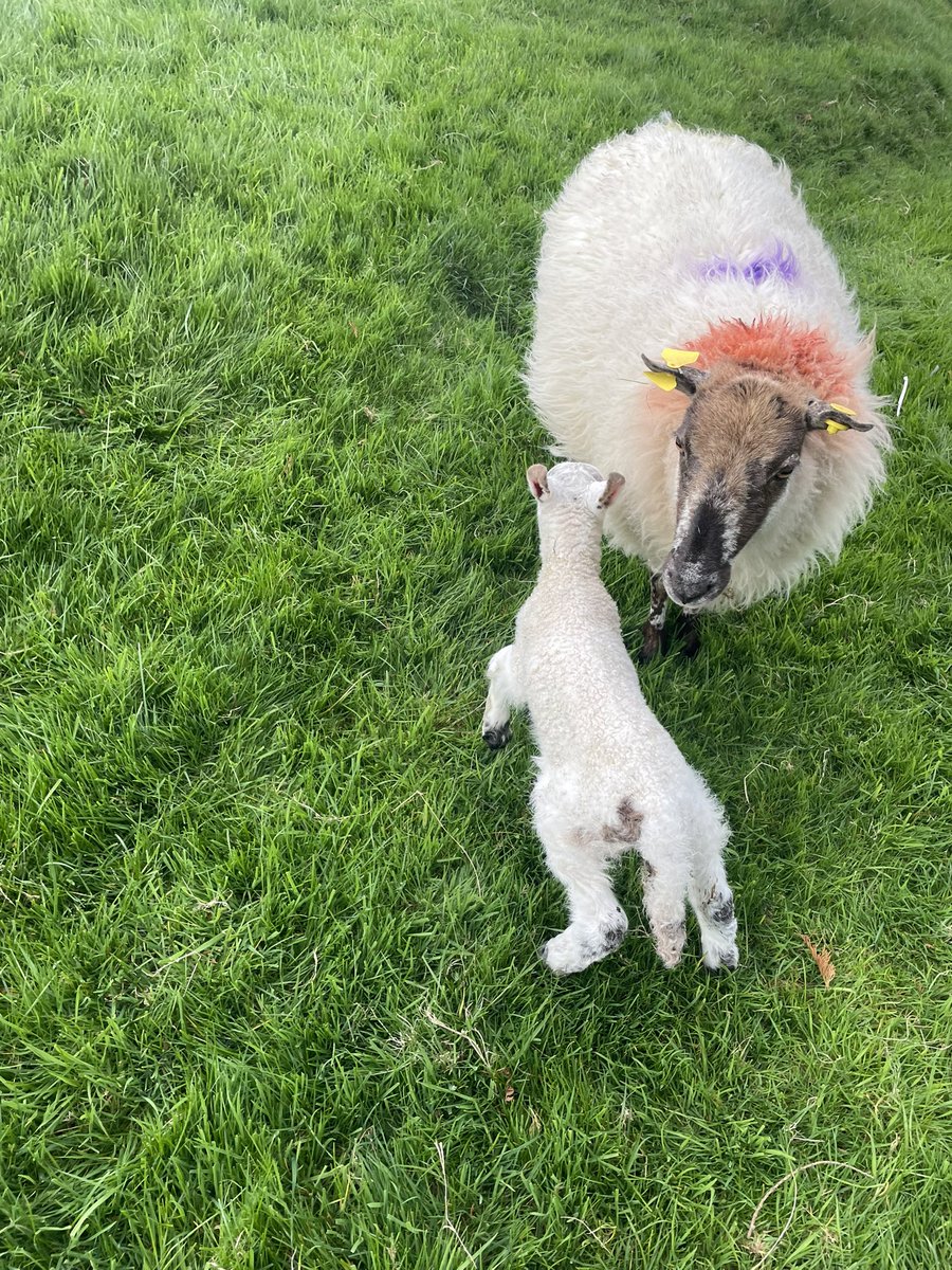 I maybe have seen a bigger lamb born, but I can’t remember when . #Lambing2025