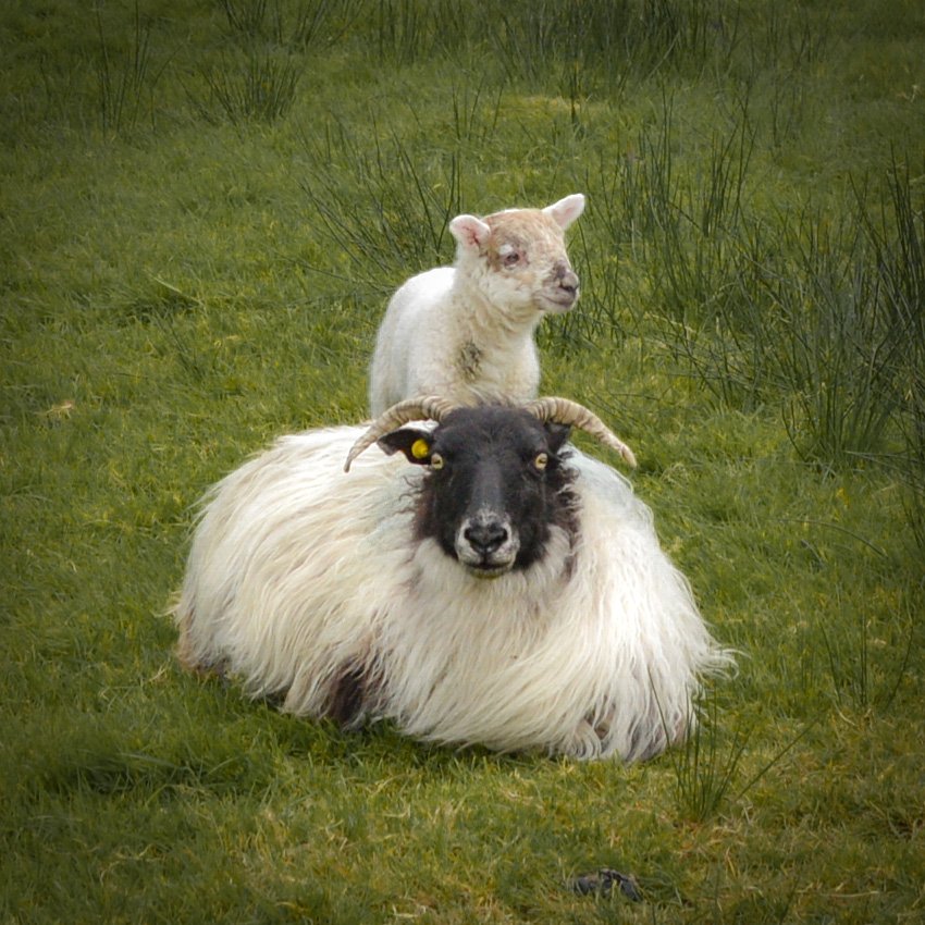 RemiCrameri's tweet image. Wie süss ist das denn bitte? 🥰
#sheepcontent