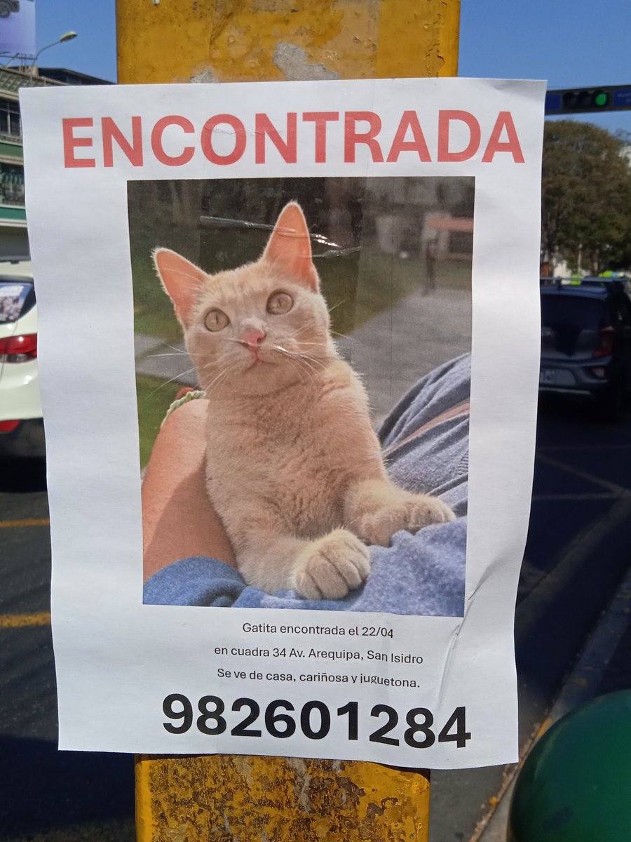 Esta gatita hermosa fue encontrada y quizás está perdida pues se ve de cada y es cariñosa. Me ayudas compartiendo para que encuentre a su familia?