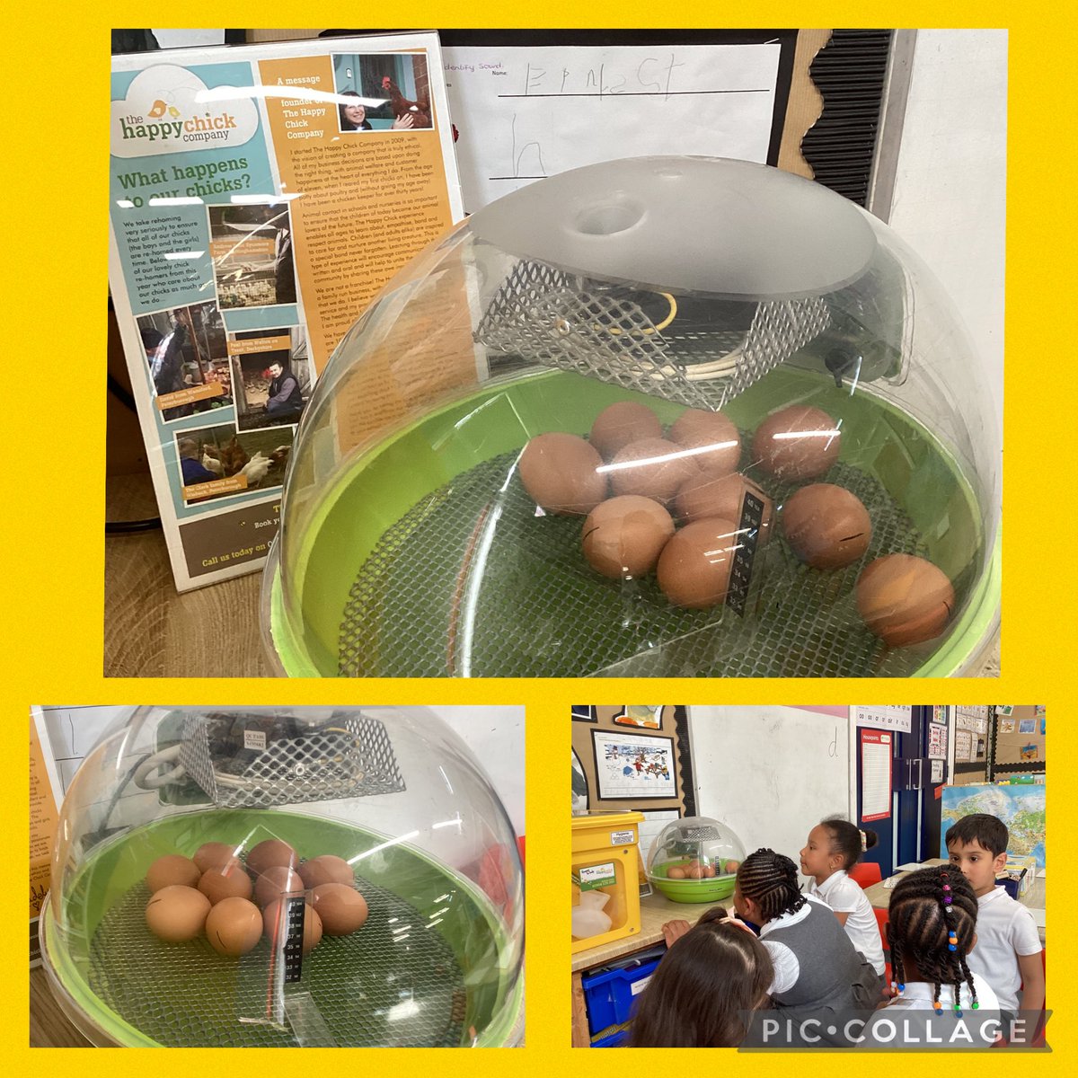 Today #HawkinsClass had a special delivery of 10 eggs. They are in an incubator to keep warm until they hatch! We can’t wait! #chicks #curiosity #enthusiasm #lifecycleofachicken 🥚🐣🐥