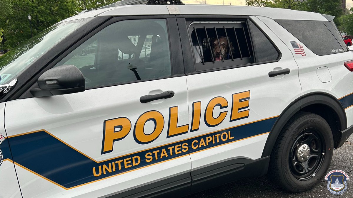 CapitolPolice's tweet image. On Saturday, our officers rescued Hershey, a 12-year-old labrador retriever, who became lost after she decided to take a rainy, Saturday stroll. Thanks to the USCP team, Hershey was reunited with her mom and promised she'd never get in trouble again.🐶