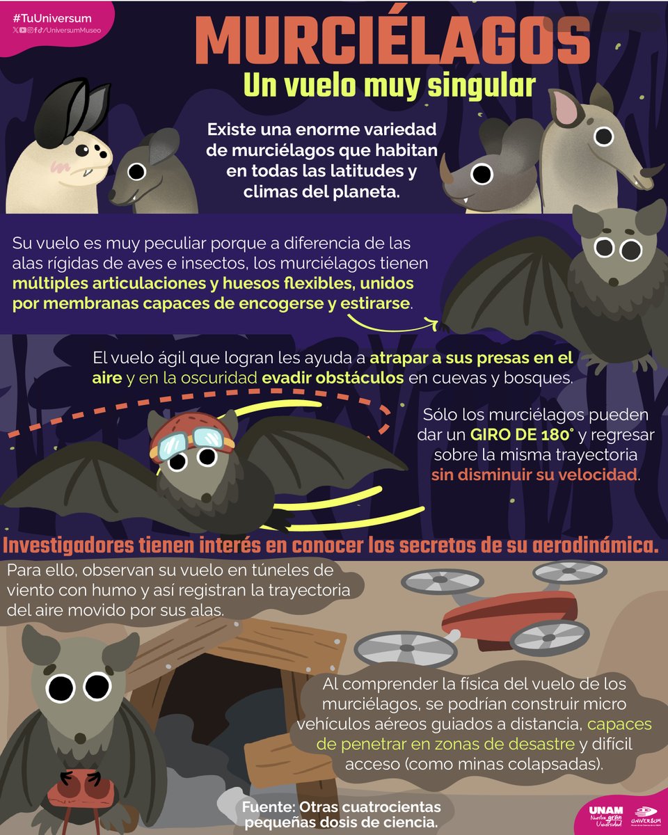 ¡Los murciélagos y su extraordinario vuelo! 🦇💜

#TuUniversum