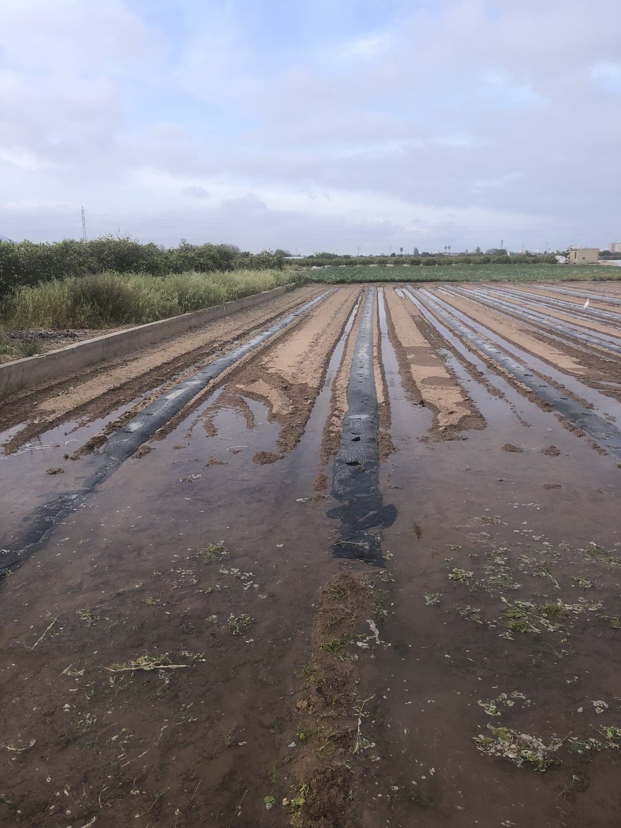 Amb apagada elèctrica o sense, demà reguem segur. #Rascanya i la resta de sèquies del <a href="/TribunalAguas/">Tribunaldelasaguas</a> i la #SèquiaRealdeMontcada no necessiten cap bomba per a impulsar l’aigua #gravetat #resiliència #sostenibilitat