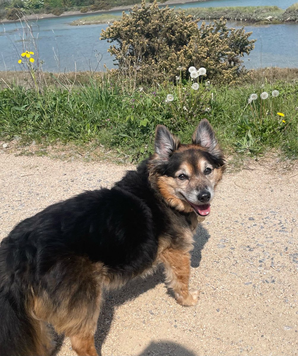 “Choose a job you love, and you will never have to work a day in your life.” – Confucius.
This is certainly true in the dog walking world. At Pets Home &amp; Gardens, we feel very lucky to spend our days caring for pets and living the dream. 
#DogWalking #PetCare