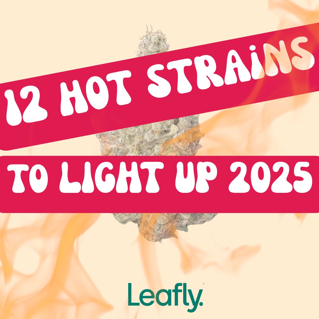 Leafly's tweet image. The weather is heating up and so are we 😉 Hit the link for a roundup of twelve strains of fire to welcome warmer days ahead: bit.ly/4lSeuA9