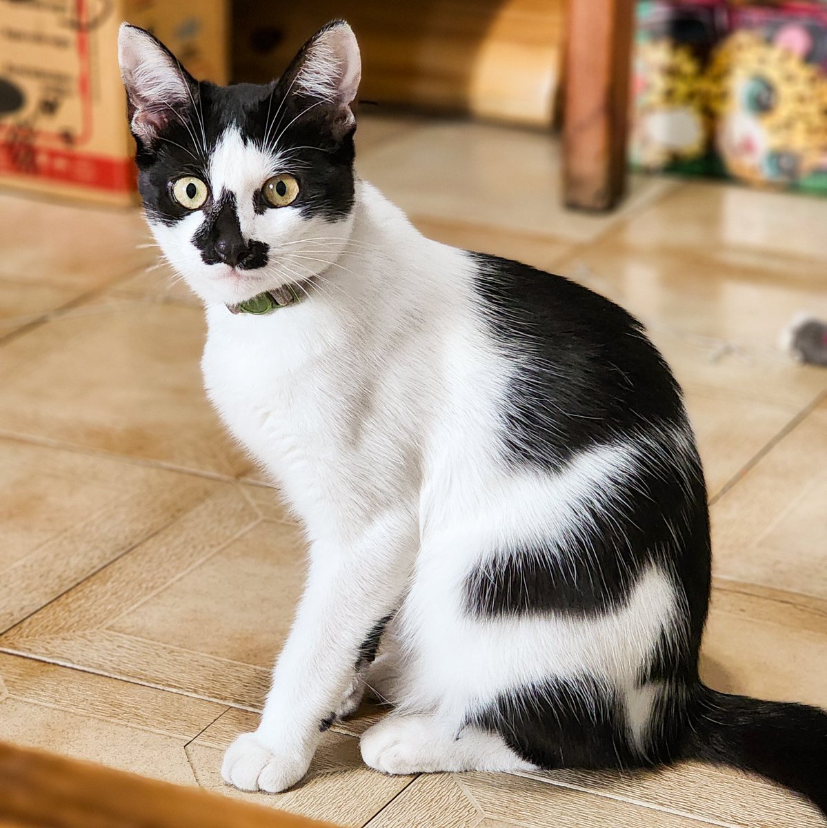 PetKatten's tweet photo. haciendo juegos de ingenio con comidita y una cajita y disfrutando también ratos de sillonear y hacernos mimitos 🥰. La amamos fuerte a esta chiquita preciosa y ya la extrañamos! ❤️🐈‍⬛ Gracias @inuamarilla por la confianza, hasta la próxima! 🏡💖🐈‍⬛ https://t.co/Fpg6cayJjw