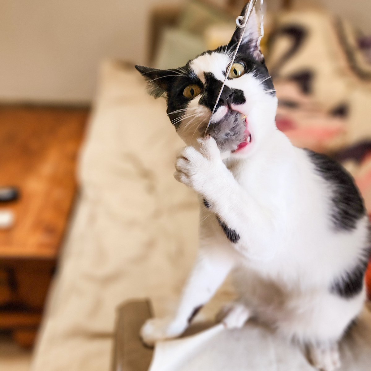 PetKatten's tweet photo. y super super mimosa y suavecita 🥹❤️. Pasamos unos días espectaculares con ella, la visitábamos dos veces por día (recomendamos eso con los cachorros y los viejis 😉 para mayor seguridad) y nos la pasábamos jugando a cazar su ratoncito, persiguiendo pelotitas, (+) https://t.co/9IsTstvTYT