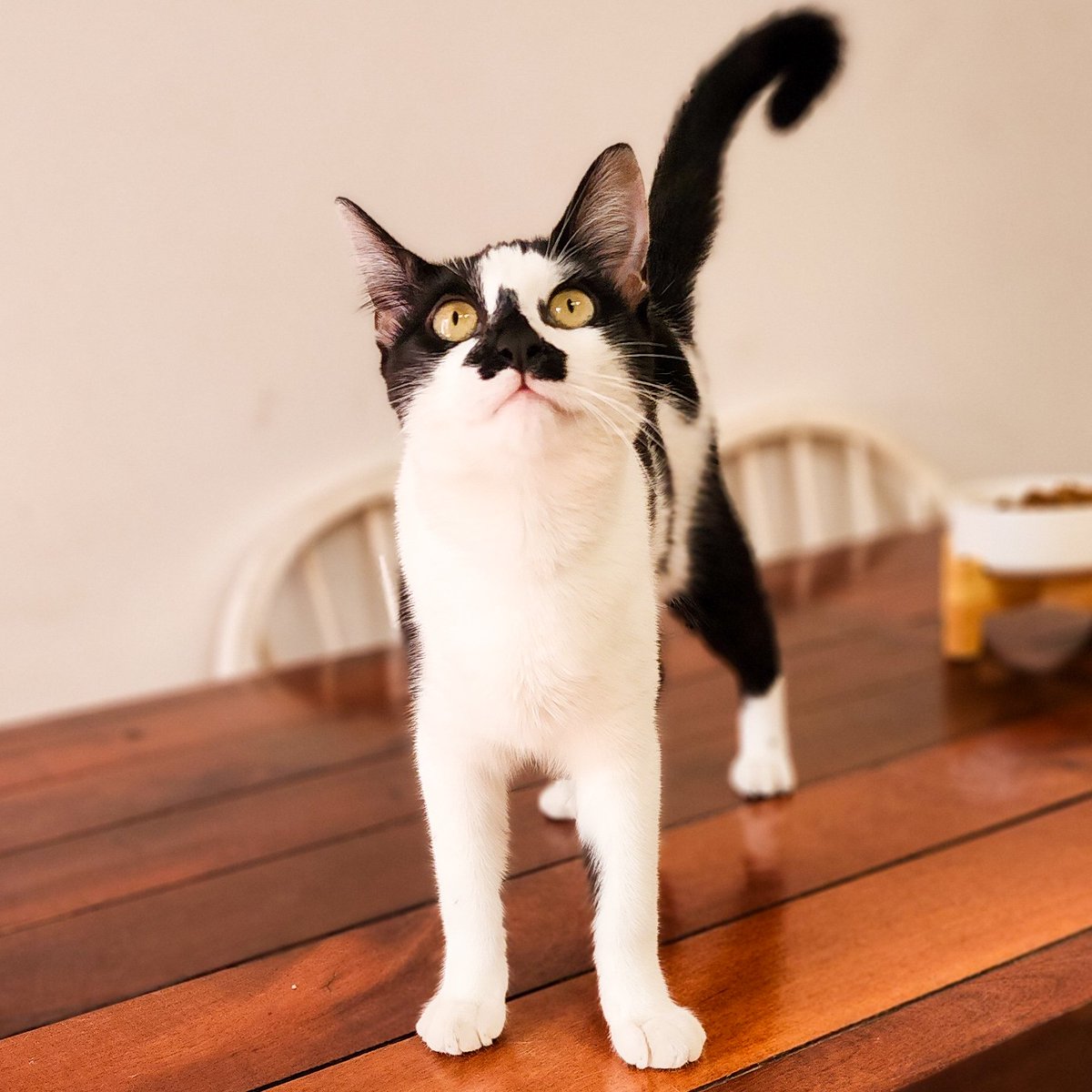 PetKatten's tweet photo. y super super mimosa y suavecita 🥹❤️. Pasamos unos días espectaculares con ella, la visitábamos dos veces por día (recomendamos eso con los cachorros y los viejis 😉 para mayor seguridad) y nos la pasábamos jugando a cazar su ratoncito, persiguiendo pelotitas, (+) https://t.co/9IsTstvTYT