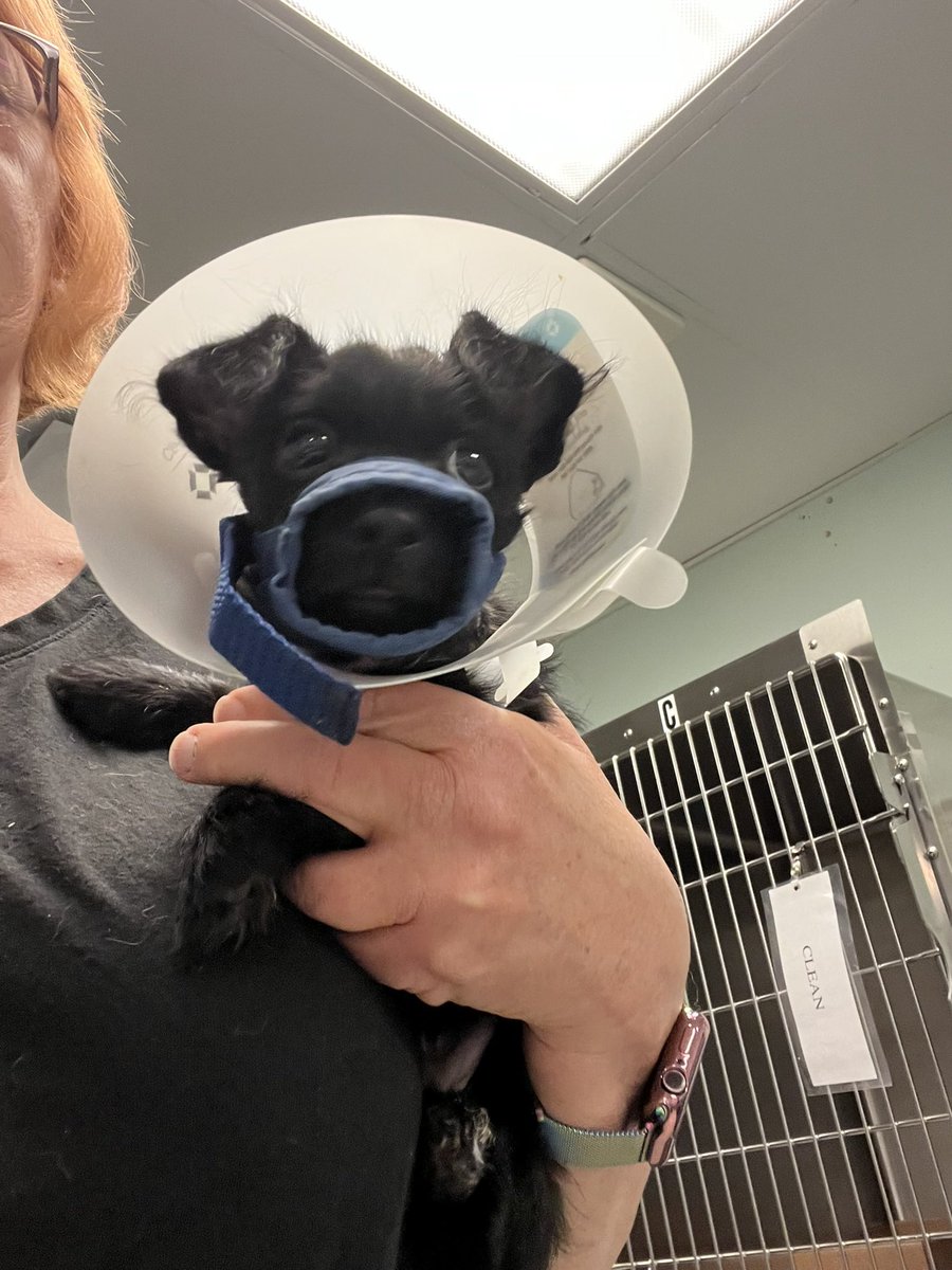 HolmbergJanet's tweet photo. @15outof10 This little cutie is Rex, who came to the Albuquerque with a broken jaw after he was attacked by an adult dog. He is an adorable, cuddly puppy who is healing and doing great - I visit him every time  I’m there for my volunteer shift. https://t.co/6R3YsiUom5