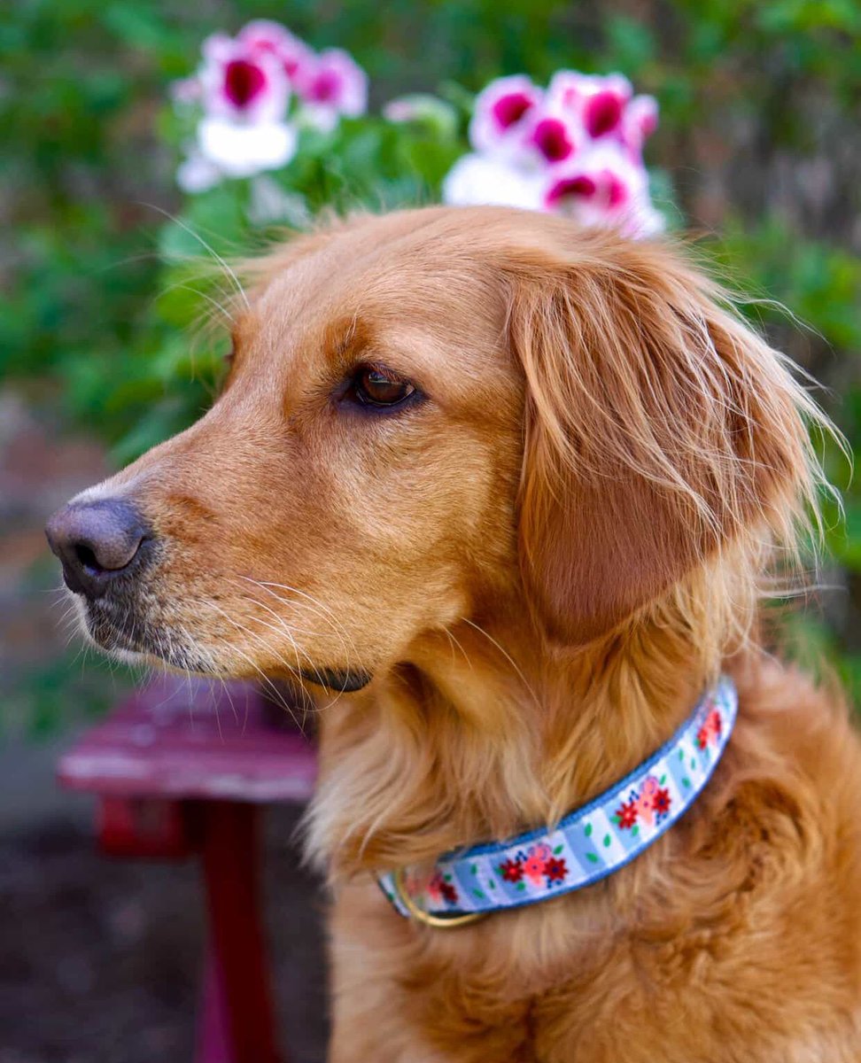 UpCountryInc's tweet photo. Spring magic! 🌸 @rozeyv [Bouqet Dog Collar] #UpCountryDog https://t.co/1znupNOw5D