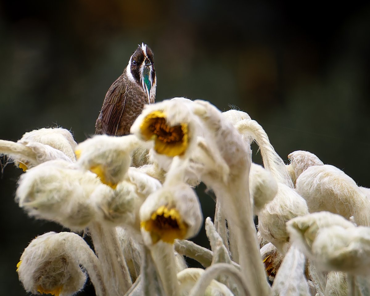 dfnaturephotos1's tweet photo. Gracias a este chiquitín con cresta punk y chivera, tenemos frailejones, y gracias a los frailejones tenemos agua, así que debemos conservar nuestros páramos para seguir disfrutando del agua

Colibrí chivito de páramo
Oxypogon guerinii
#TwitterNatureCommunity #FelizInicioDeSemana https://t.co/BvRt3abqyk