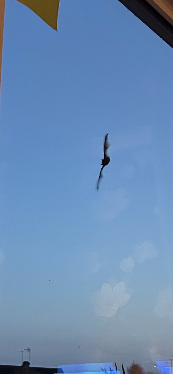 Kettering Wildlife corner tweet media