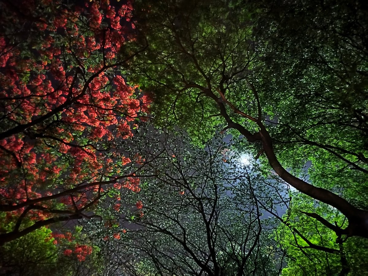 Late night walks in gulmohar season are the best. 
#iisc #phdlife #gulmohor