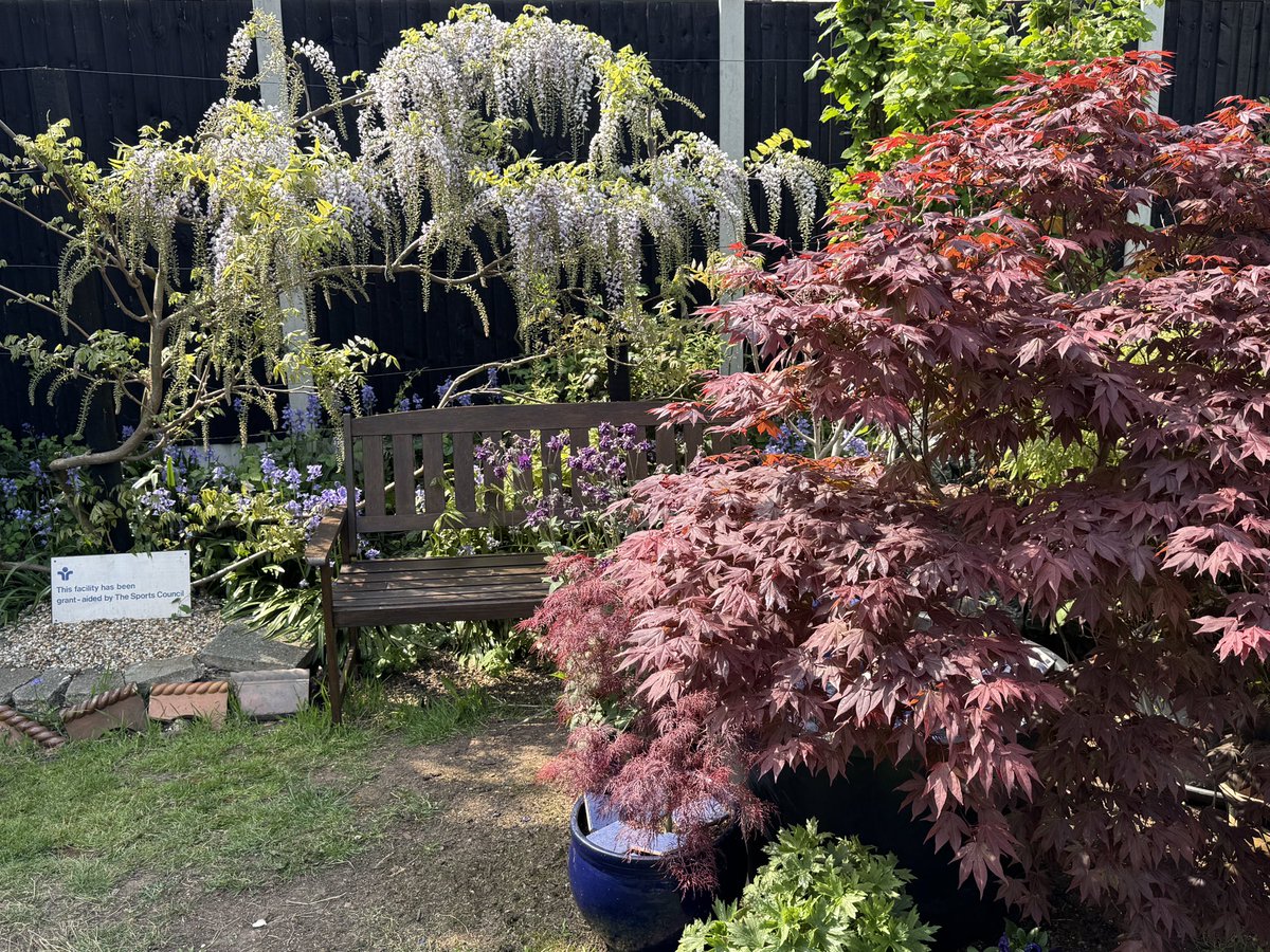 How are you Acers doing? Love this time of year when the Japanese Maples are glowing #gardenshour