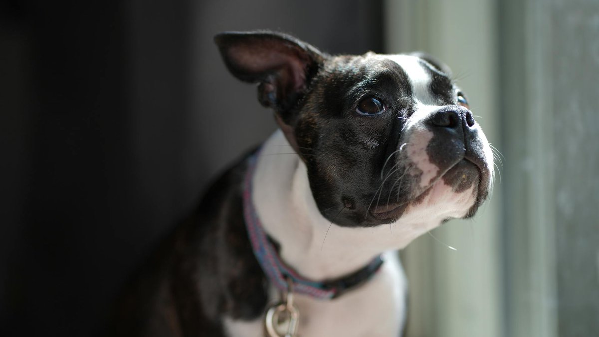 yourpoochprod's tweet photo. Weekend’s over — pups are back to kennel life (or staring out the window waiting 4 u)!
Spoil them with treats, toys, &amp; cozy gear from 👉 https://t.co/cvvX69NT1A.
✅ Free shipping on most items
✅ 20% OFF code: blkfri1

#DogLife #KennelTime #YourPoochProducts #DogParents https://t.co/lV9IPEg5LB