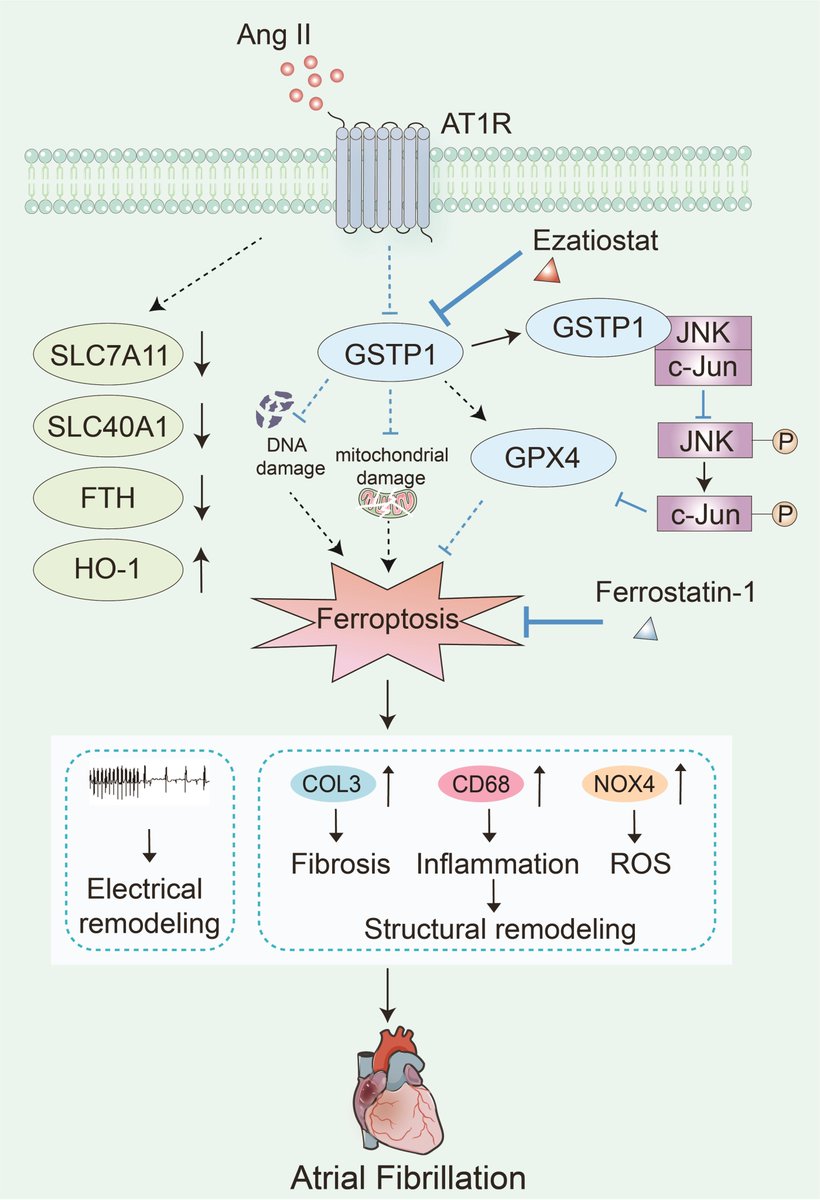 Europace Editor-in-Chief (@europaceeic) on Twitter photo ⚡️Latest #EUROPACE
GSTP1 inhibits angiotensin II-induced atrial fibrillation by regulating ferroptosis
📑doi.org/10.1093/europa…
<a href="/GiulioConte9/">Giulio Conte</a> <a href="/Dominik_Linz/">Dominik Linz</a> <a href="/FraSantoroMD/">Francesco Santoro, MD, PhD</a> <a href="/AndyZhangMD/">Xiaodong Zhang (Andy), MD, PhD, FHRS, FACC</a> <a href="/DavideMei93/">Davide Mei</a> <a href="/marcovitoloMD/">Marco Vitolo Ⓜ️</a> <a href="/LuigiDiBiaseMD/">Luigi Di Biase</a> ⚡️Latest #EUROPACE
GSTP1 inhibits angiotensin II-induced atrial fibrillation by regulating ferroptosis
📑doi.org/10.1093/europa…
<a href="/GiulioConte9/">Giulio Conte</a> <a href="/Dominik_Linz/">Dominik Linz</a> <a href="/FraSantoroMD/">Francesco Santoro, MD, PhD</a> <a href="/AndyZhangMD/">Xiaodong Zhang (Andy), MD, PhD, FHRS, FACC</a> <a href="/DavideMei93/">Davide Mei</a> <a href="/marcovitoloMD/">Marco Vitolo Ⓜ️</a> <a href="/LuigiDiBiaseMD/">Luigi Di Biase</a>