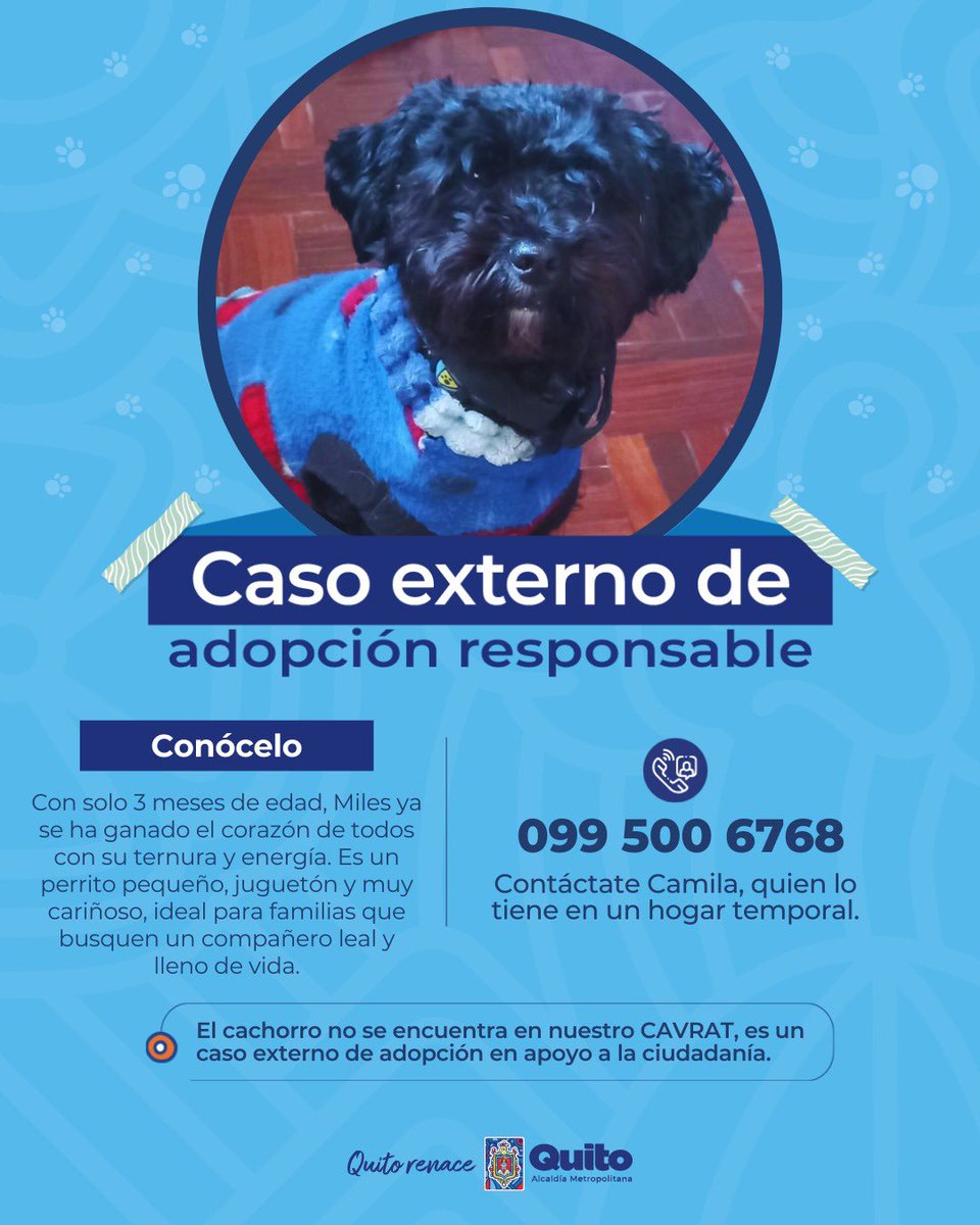 UBAQuito's tweet photo. 🐶 #CasoExterno | este precioso perrito busca un hogar responsable. ¿Te animas a darle una oportunidad? https://t.co/3kcYDiURtm