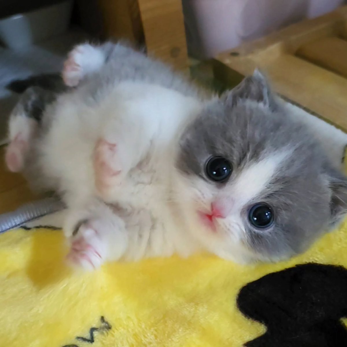 Cat 🐈 (@cutecatsmagic) on Twitter photo 