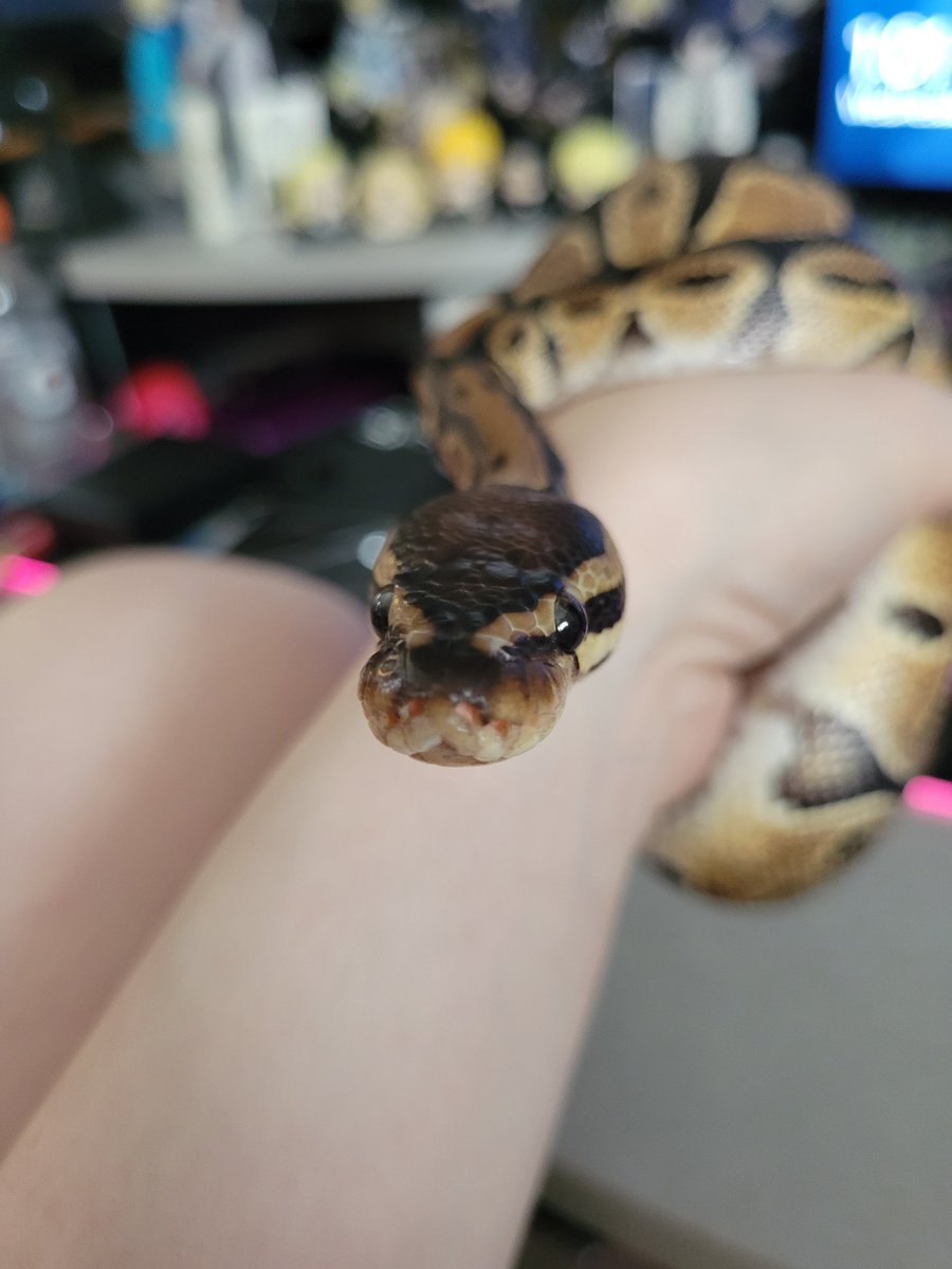 💎♡*✧⁠｡⁠𝑱𝒊𝒍𝒊𝒙𝒊𝒓｡⁠✧⁠*⁠♡💎 tweet media