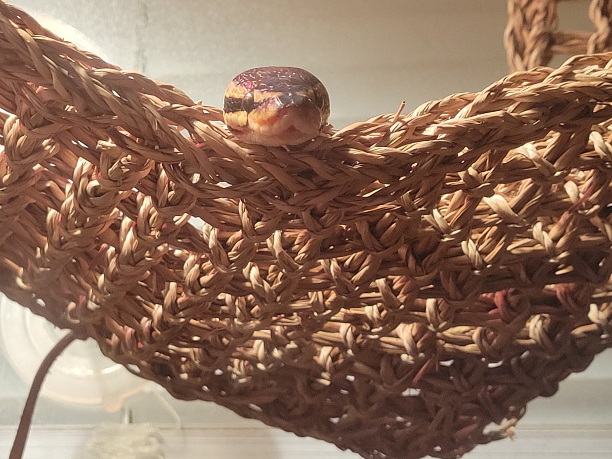 💎♡*✧⁠｡⁠𝑱𝒊𝒍𝒊𝒙𝒊𝒓｡⁠✧⁠*⁠♡💎 tweet media