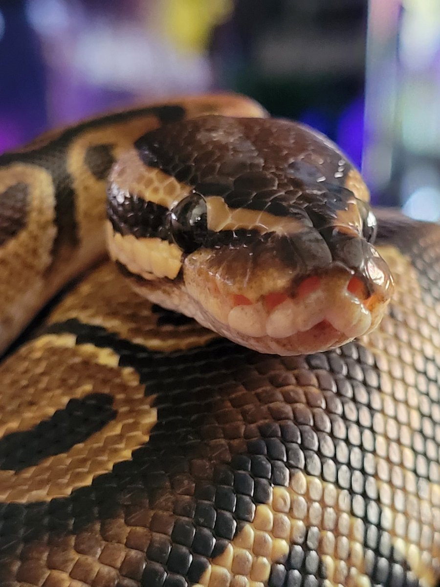 💎♡*✧⁠｡⁠𝑱𝒊𝒍𝒊𝒙𝒊𝒓｡⁠✧⁠*⁠♡💎 tweet media