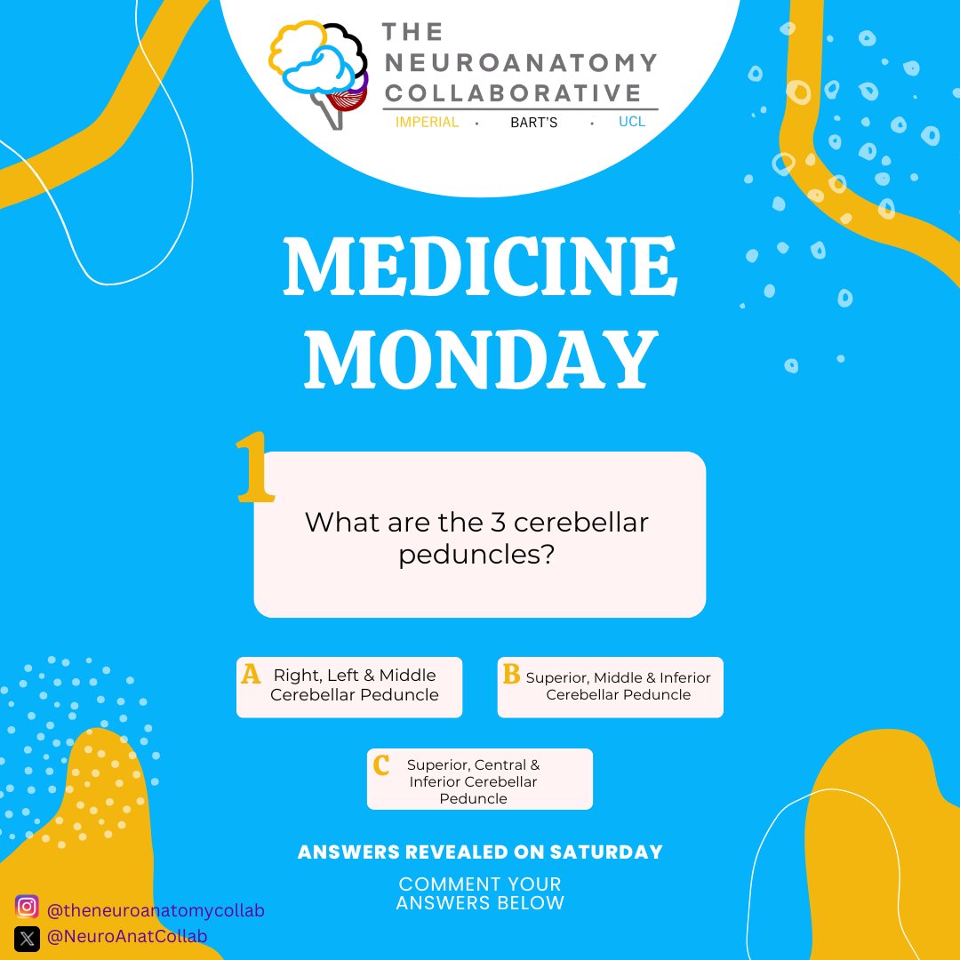 The Neuroanatomy Collaborative tweet media