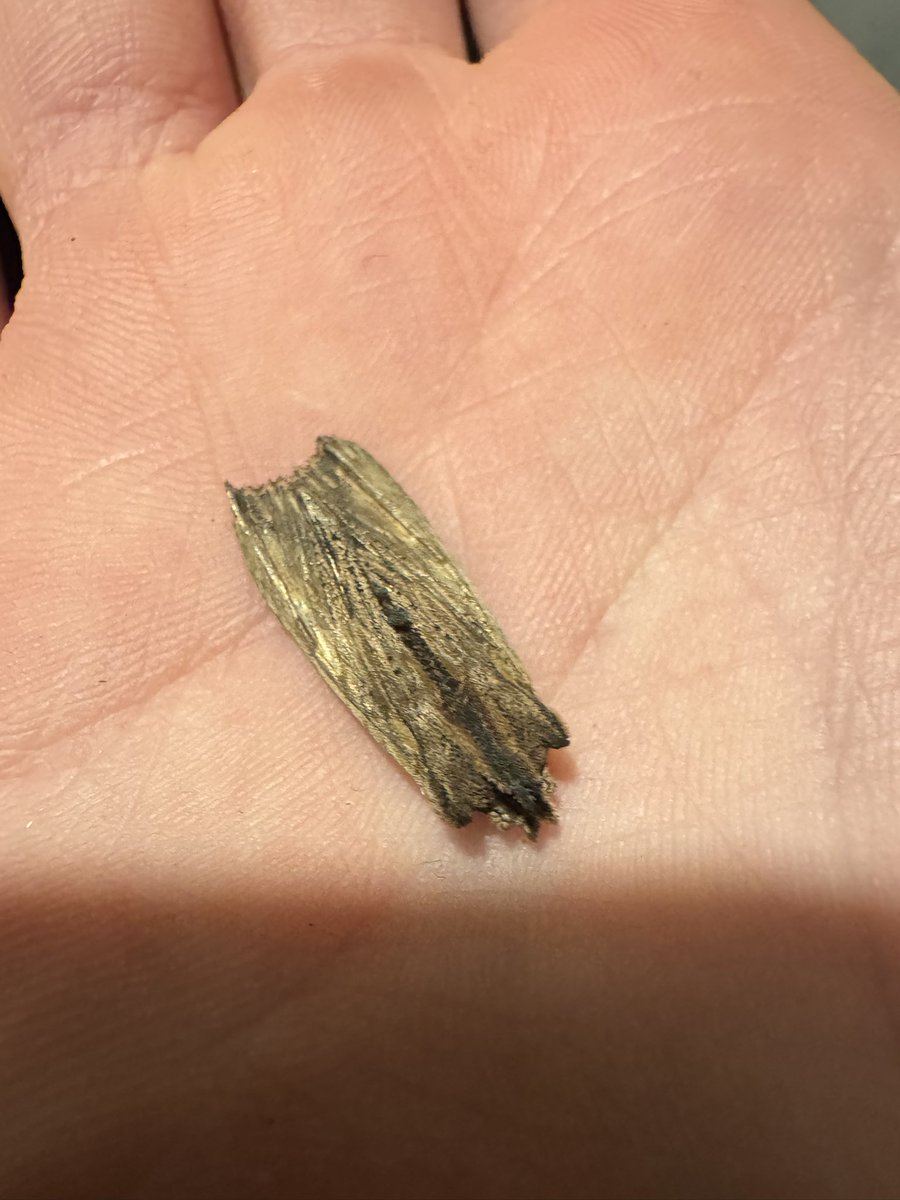 On 35 species so far for 2025, with this week bringing 2 lifers, Tawny Pinion and Puss Moth, plus only my second Eyed Hawkmoth and Golden Rod Pug, both NFG. #mothsmatter