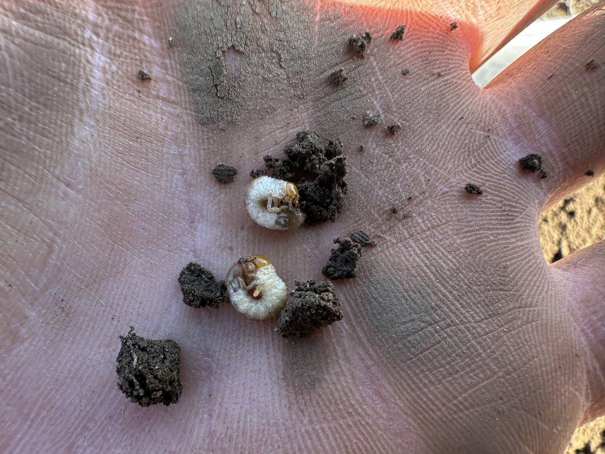 FultonCoAg's tweet image. Finally able to break into the field work for 2025. Excited about several research trials taking place this year. First one planted last week, looking at the impact of a certain insecticide on AGB with the support of Dr. Kelley Tilmon and @AmyRaudenbush