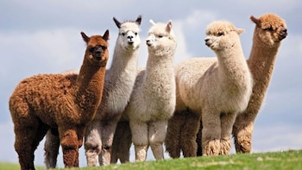 Don't you think Alpacas are the cutest? I'm sharing a new project on Tuesday! Stay tuned for tomorrow announcement. It will let you connect with people 🙌