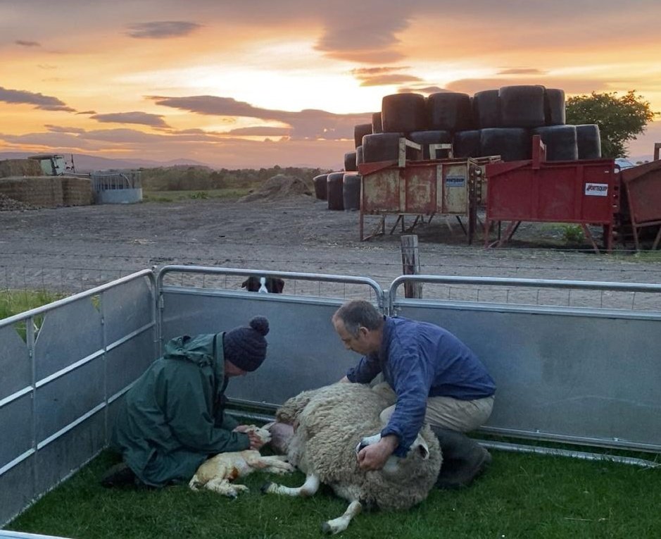 And then there were 2.

Almost at the end of lambing, a gungy lunged lamb, dour to breath but great at sucking. Sadly it's bigger brother didn't make it. #familyfarm #notsogrimnorth