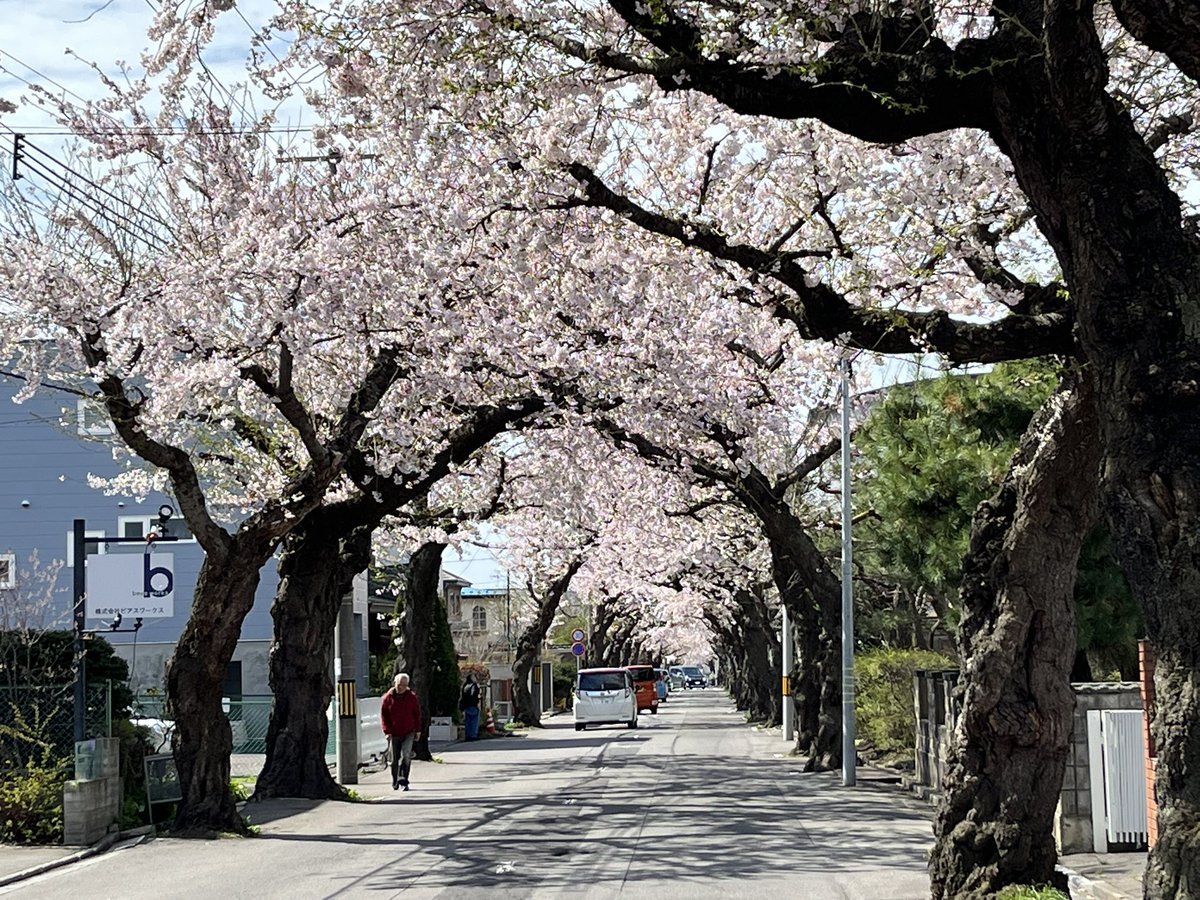 tantancam's tweet photo. 函館桜ヶ丘通り
桜のトンネル🌸 https://t.co/opWswczHWA