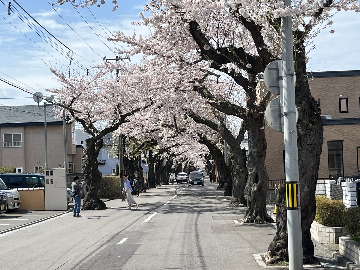 tantancam's tweet photo. 函館桜ヶ丘通り
桜のトンネル🌸 https://t.co/opWswczHWA
